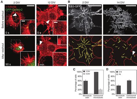 The centrosome loses its function as a microtubule organizing center... | Download Scientific ...