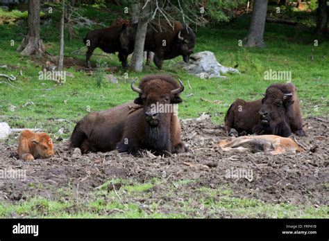 A herd of American bison's (Bison bison) in the prairies Stock Photo ...