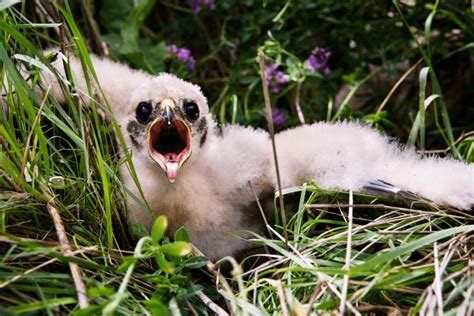 Prairie Falcon Guide - Birding Insider