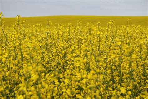 A Field Of Canola Free Stock Photo - Public Domain Pictures