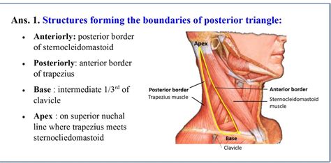 Posterior Triangle of Neck - Anatomy QA