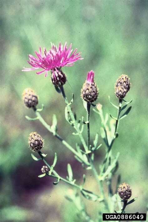 spotted knapweed (Centaurea stoebe ssp. micranthos)