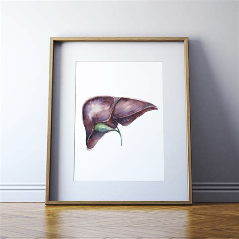 Liver Watercolor Print – Lyon Road Art