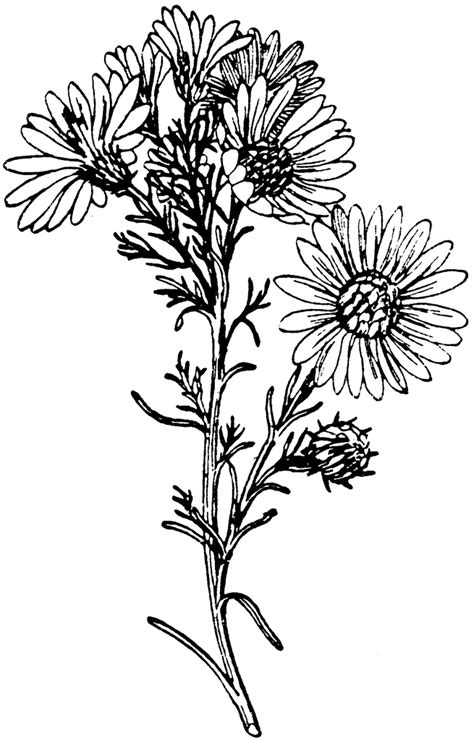 Wild Aster | Aster flower tattoos, Aster tattoo, Aesthetic tattoo