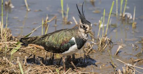 Lapwing