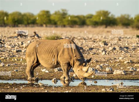 3 horned black rhino Stock Photo - Alamy