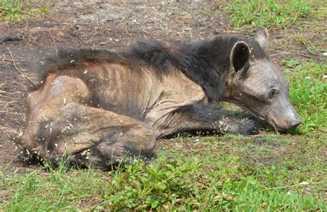 Black bears are going bald. It might be even worse than it looks. - The Washington Post