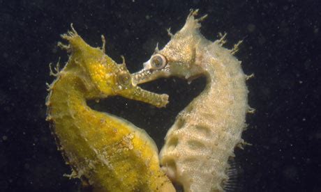 The sex life of seahorses | Environment | The Guardian