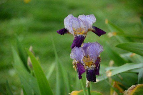 Iris Diseases | Healing flowers, Iris, Fungal spore