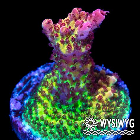 Tidal Gardens - PC Rainbow Acropora