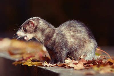 Pet Ferrets Types & Colors [With Photos] | Pet Comments