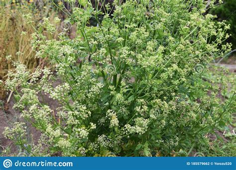 Celery Flower stock photo. Image of kanagawa, flower - 185579662