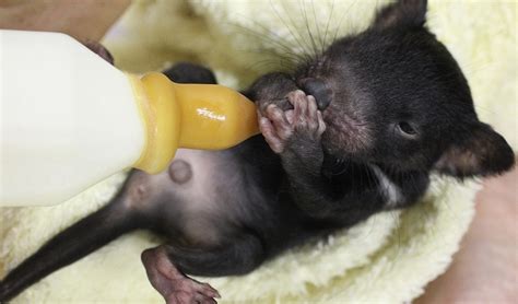 VIDEO: Levi the hand-reared Tassie devil - Australian Geographic