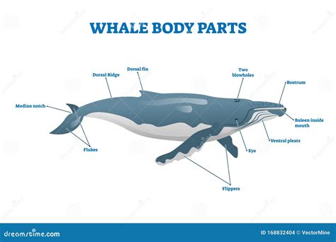 Whale Body Parts Vector Illustration. Labeled Educational Mammal Structure Stock Vector ...