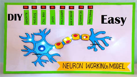 neuron working model science project for science exhibition – simple and easy - Science Projects ...