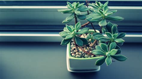 plant, foliage, indoor, houseplant, 4k HD Wallpaper