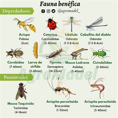 Insectos benéficos en la Agricultura | Botanical, Insects, Growing plants