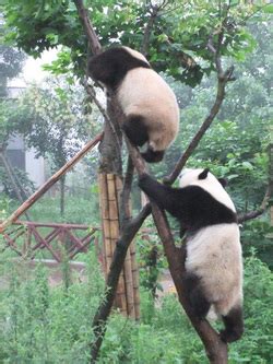 Breeding - Giant Pandas