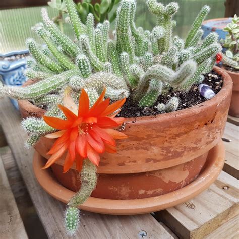 My monkey tail cactus bloomed again! : cactus