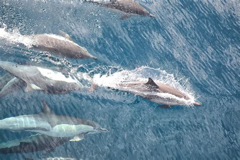 Common dolphin pod - Stock Image - C057/9135 - Science Photo Library