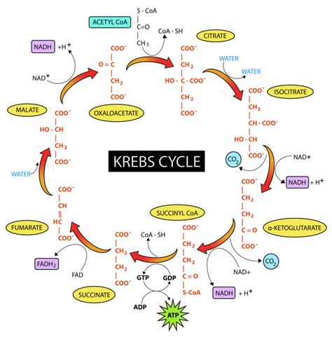 Le Pyruvate Participe Au Cycle De Krebs. | AUTOMASITES™. Mar 2023