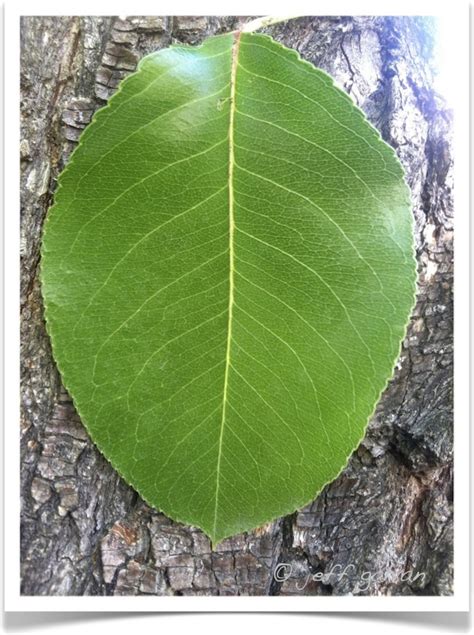 Callery Pear Leaf – identifying Pyrus calleryana by leaf | Boulder Tree ...