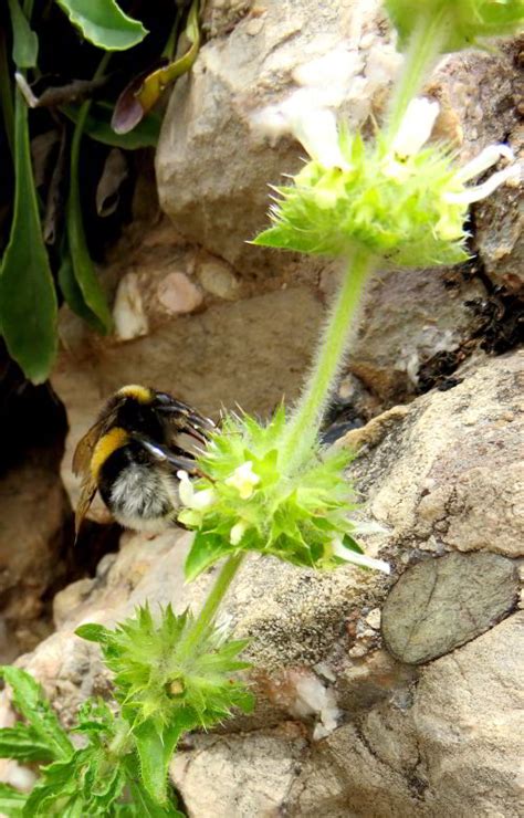 Montserrat Day Trip - Wildflowers Along the Hiking Trails • : Solo Trips And Tips