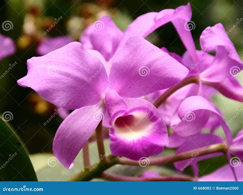 Pink orchids stock photo. Image of striking, exotic, group - 668002