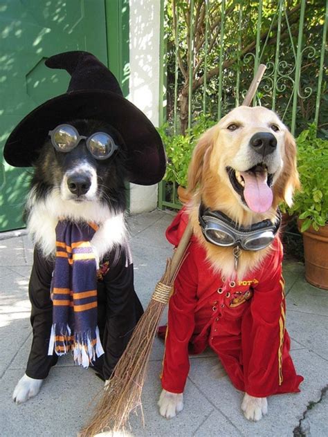 Halloween Fancy Dress for Dogs | Homemade & DIY Costume Ideas ★ | hubpages