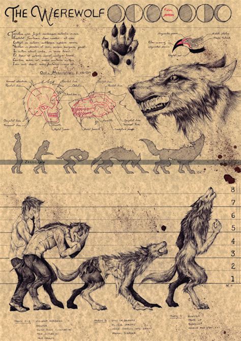 Cool Werewolf European Folklore Art Print - Creepbay