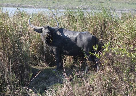 Wild Water Buffalo (Bubalus arnee) - ZooChat