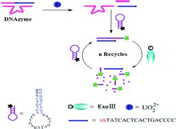 Exonuclease III-assisted substrate fragment recycling amplification strategy for ultrasensitive ...