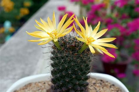 Cactus Plant Benefits: 10 Surprising Health Benefits Unveiled!