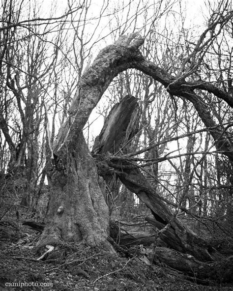 Twisted Tree at Craggy Gardens Picnic Area, Blue Ridge Parkway