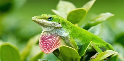 Oakland Zoo | Green Anole