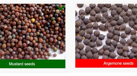 Detect argemone seeds adulteration in mustard with this simple FSSAI ...