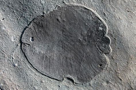 Strange fossils identified as earliest known animal | Daily Sabah