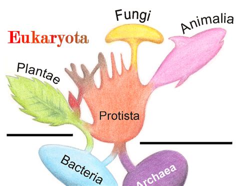 Dominio Eukarya Reino Fungi: Dominio EuKarya Reino Fungi