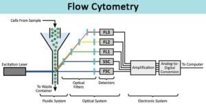 Flow Cytometry-Definition, Principle, Parts, Steps, Types, Uses