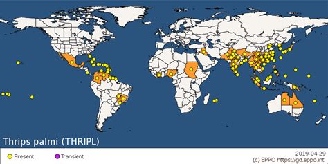 Distribution map of Thrips palmi from the EPPO Global Database accessed... | Download Scientific ...