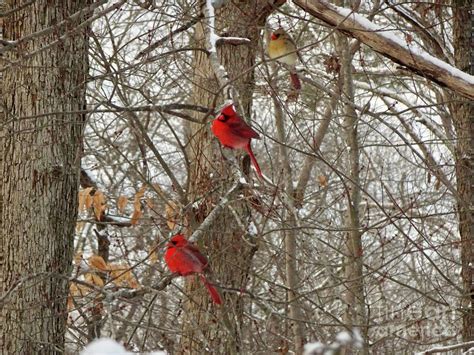 Fraternal Triplets Photograph by Eunice Warfel