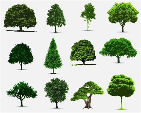 Tree Vector, Tree Clipart, Tree Realistic Illustration, Oak Tree ...