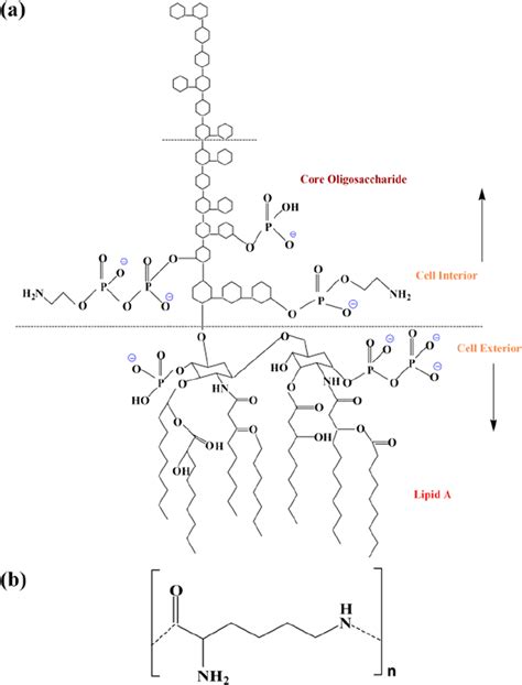 Chemical structure of (a) bacterial endotoxin (LPS) and (b ...