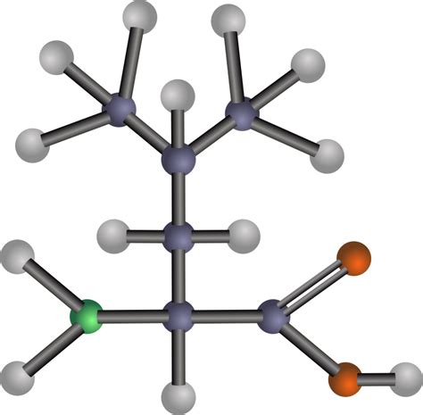 Leucine (amino acid) - Openclipart