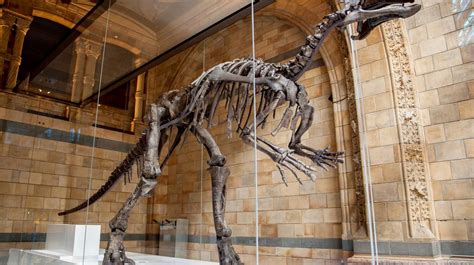 Mantellisaurus skeleton at The Natural History Museum in Kensington ...