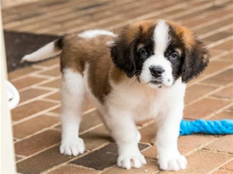 Playfull St bernard puppy for sale FOR SALE ADOPTION from Clifton New ...