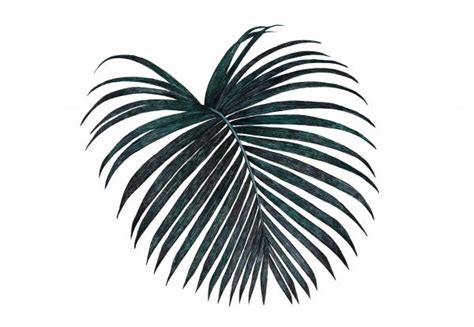 Free Images : black and white, drawing, drawings, banana leaf, tropical ...