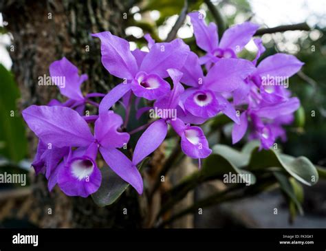 Guaria Morada, National Flower of Costa Rica Stock Photo - Alamy