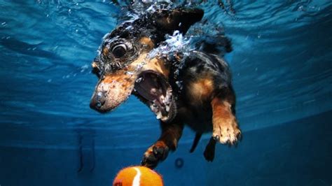 underwater dogs