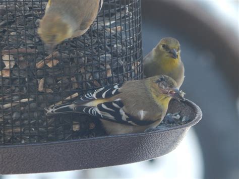 American Goldfinch with Eye Disease - FeederWatch